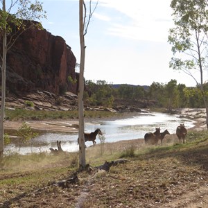 Brumbies by  the billabong