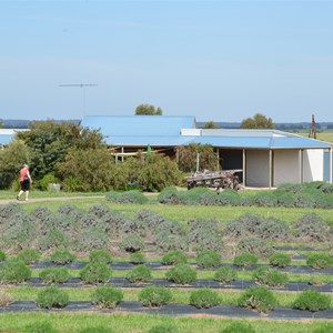 Emu Bay Lavender Farm