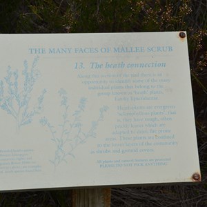 Beyeria Conservation Park Walk - Stop 13
