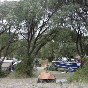 Camp sites under peppermint trees