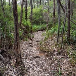 The Bibblumun Track to Monkey Rock