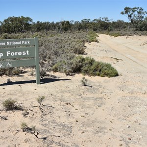 Murray River National Park - Lyrup Forest Boundary Sign