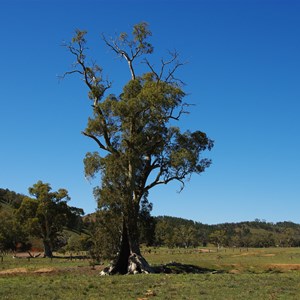 Cazneaux Tree