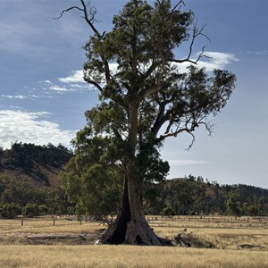 Cazneaux Tree