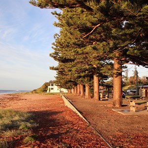 Pines lining the beachfront