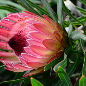 Protea flower