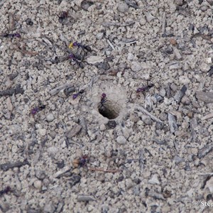 Ngak Indau Wetland Trail - Interpretive Sign - Meat Ants