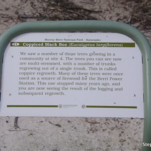 Ngak Indau Wetland Trail - Interpretive Sign - Coppiced Black Box