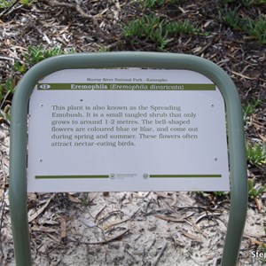 Ngak Indau Wetland Trail - Interpretive Sign - Eremophila