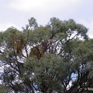 Ngak Indau Wetland Trail - Interpretive Sign - Mistletoe