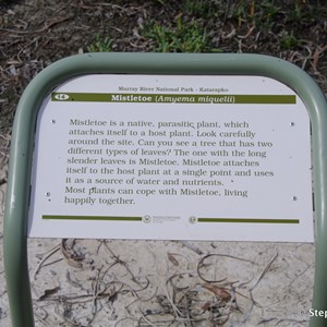Ngak Indau Wetland Trail - Interpretive Sign - Mistletoe