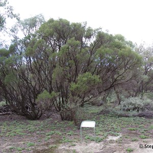 Ngak Indau Wetland Trail - Interpretive Sign - Dryland Tea Tree