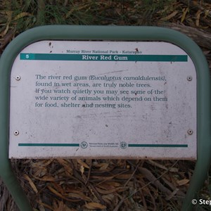 Ngak Indau Wetland Trail - Interpretive Sign - River Red Gums