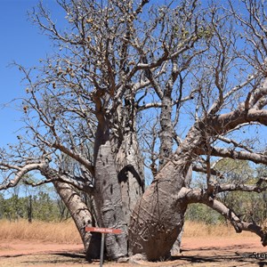 Durack Tree 