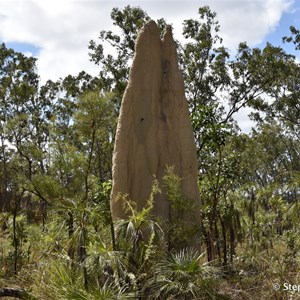 Giant Termite Mounds
