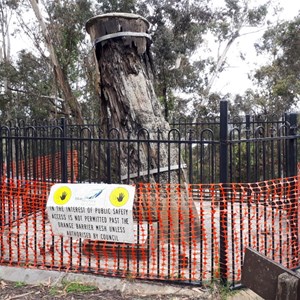 The Explorers Tree in its current (Oct 2017) condition