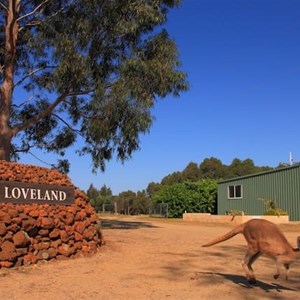 Loveland Farmstay - Kangaroo Sanctuary