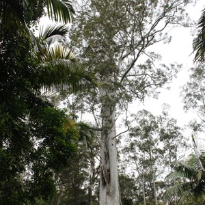 The upper trunk of the Grandis Tree