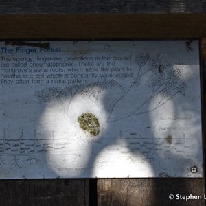 St Kilda Mangrove Trail and Interpretive Centre - Finger Forrest