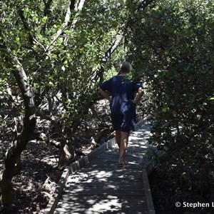 St Kilda Mangrove Trail and Interpretive Centre - Mangroves