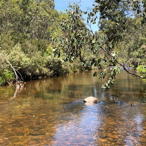 Murray River at Poplars