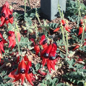 Blooming Sturt Pea flowers at the statue