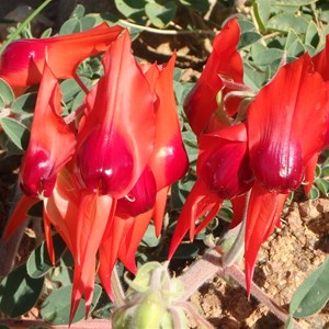 Blooming Sturt Pea flowers at the statue