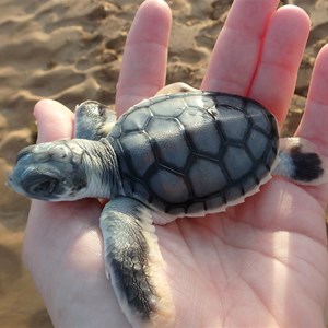 Holding a Flatback Sea Turtle hatchling, 29 June 2018