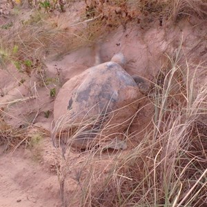 Flathead Sea Turtle covers up her eggs, 29 June 2018