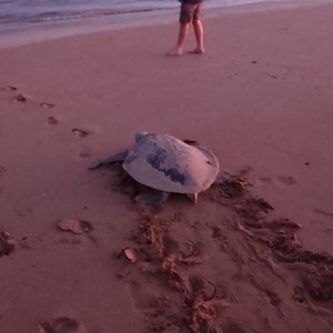 Flathead Sea Turtle making her way back to the sea after laying her eggs, 29 June 2018