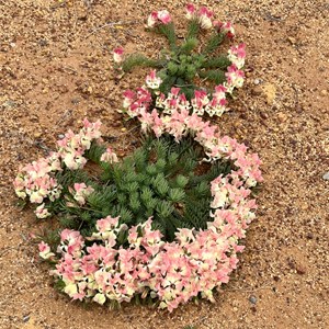 Wreath Flower Site