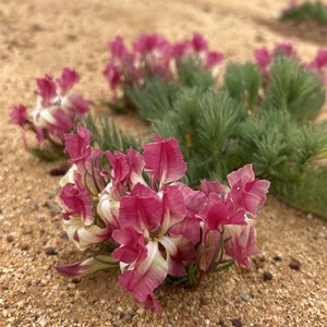 Wreath Flower Site