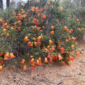 Wreath Flower Site