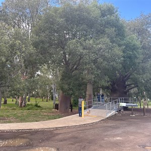 Roma's Largest Bottle Tree