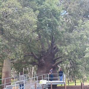 Roma's Largest Bottle Tree