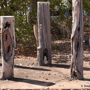 Prunung Aboriginal Scarred Trees