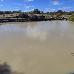 Kurrajong
