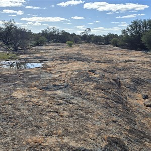 Kurrajong