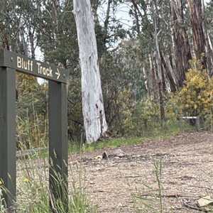 VIC 16 Mile Rd (Bluff Hut Access)