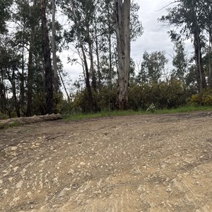 VIC 16 Mile Rd (Bluff Hut Access)