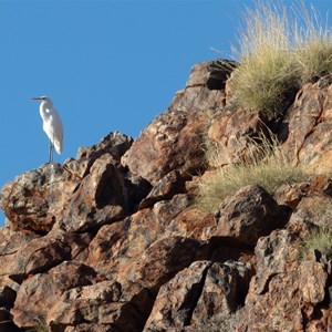 Egret at Doolena Gorge