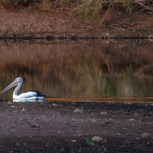 Pelicans at Doolena Gorge