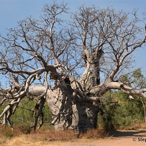 Prison Boab Tree - Wyndham