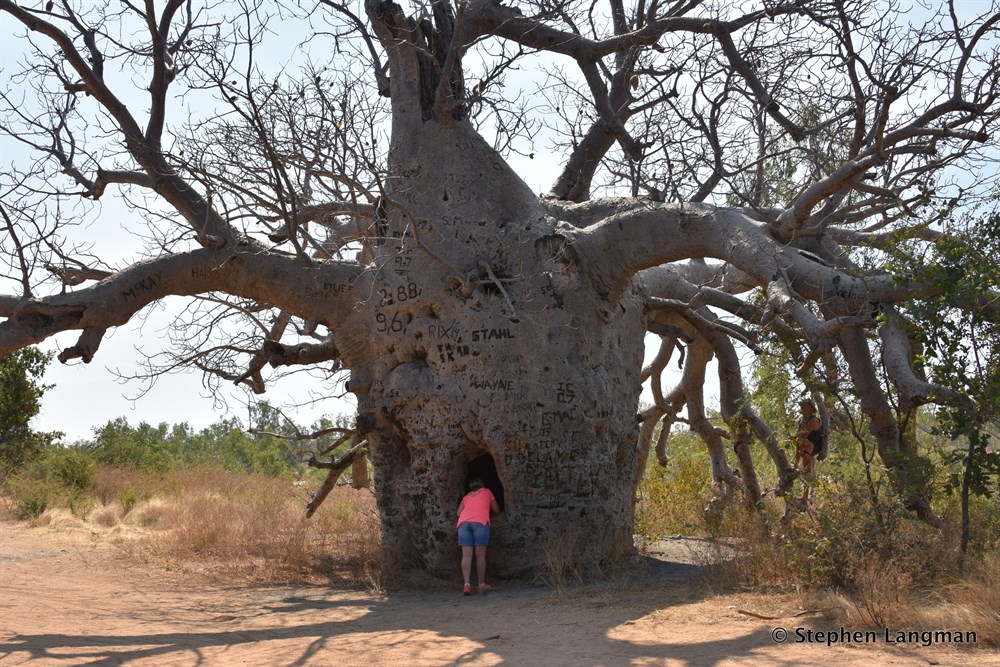 Prison Boab Tree Wyndham WA ExplorOz Places