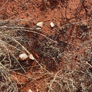 Aboriginal Tool Remains