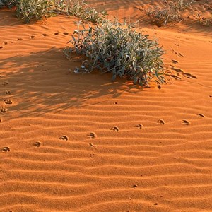 Windorah Sand Hills