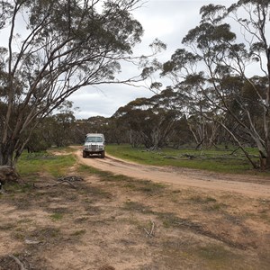 Track with large Mallee trees - Milmed Swamp