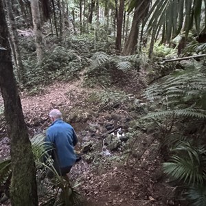 Rainforest walk