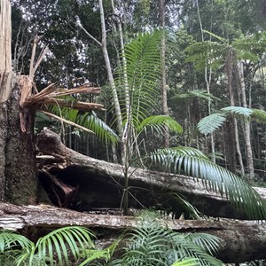 Rainforest walk