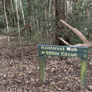 Rainforest walk